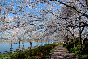 大洗町の春