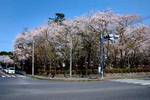 大洗町の春