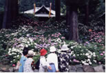徳栄山妙法寺　アジサイ