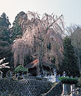 柳川寺のしだれ桜