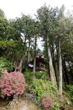 氷室神社のクロベ