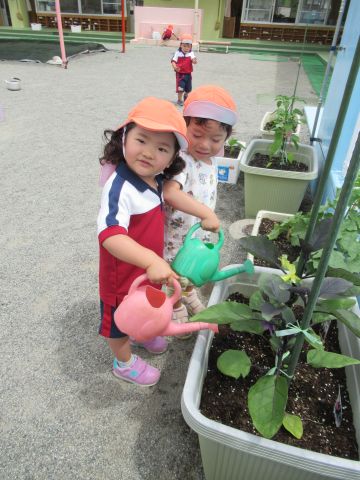 6月野菜早く大きくなあれ