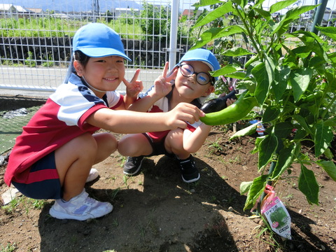 野菜の収穫