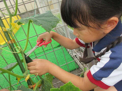 R7野菜の収穫