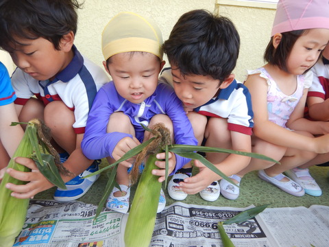 とうもろこし とうもろこし