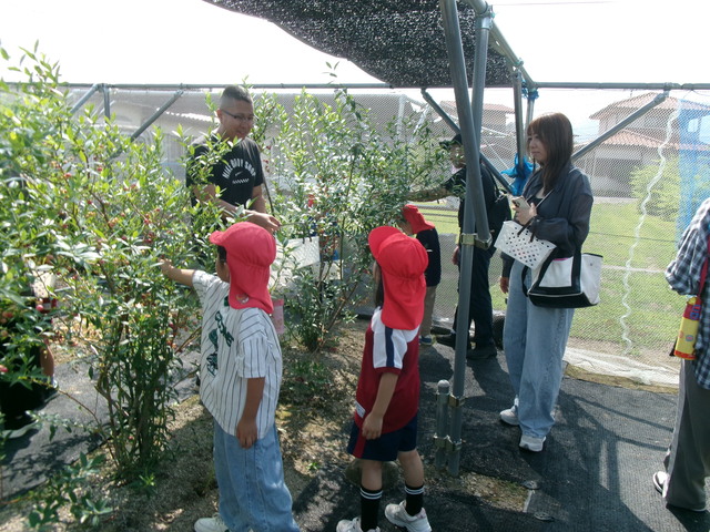 ７月ぞう組ブルーベリー狩りをしているところ