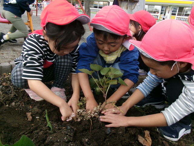 １１月ぞう組芋掘りをしているところ