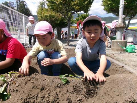 ぞう組がさつまいもの苗を植えているところ ぞう組がさつまいもの苗を植えているところ