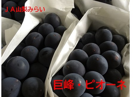 巨峰・ピオーネタイトル
