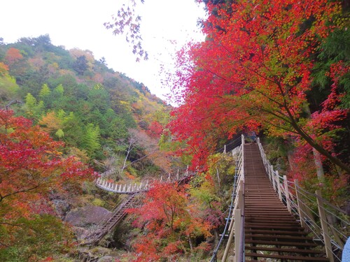 大柳川の紅葉と橋