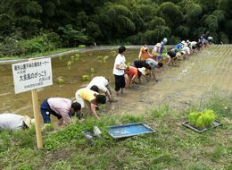 田植えの様子