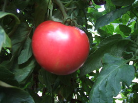 2009_015136-DSCF1303_0 tomato