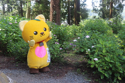 あじさいとゆずにゃん②