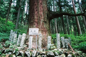 2010-1004-1114_0 氷室神社2