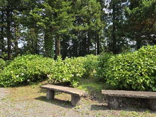 あじさい全体画像6月19日