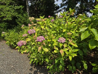 20250619_141503 あじさい日焼け画像6月19日