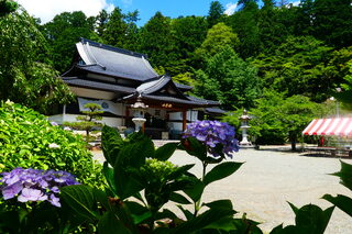 あじさい6月27日2 あじさい6月27日2