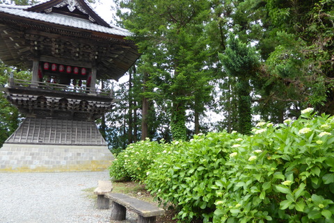 小室山妙法寺のあじさい開花状況について | 山梨県 富士川町