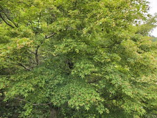 R70609-6momiji