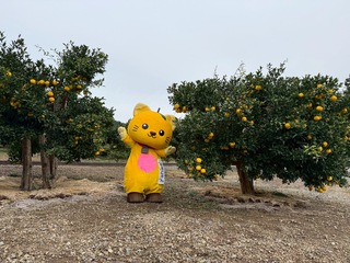 ゆず畑とハイチーズ