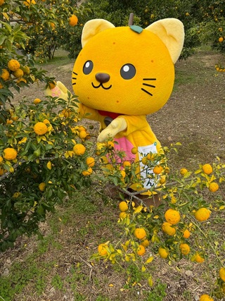 ゆずにゃんの『柚子もぎ』お手伝い編🐱 | 山梨県 富士川町