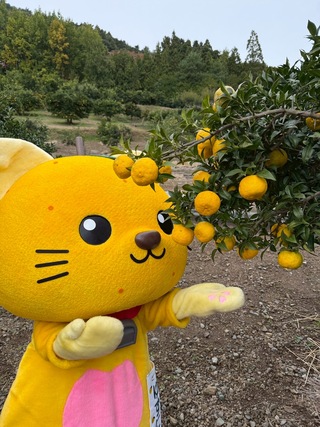 ゆずにゃんの『柚子もぎ』お手伝い編🐱 | 山梨県 富士川町