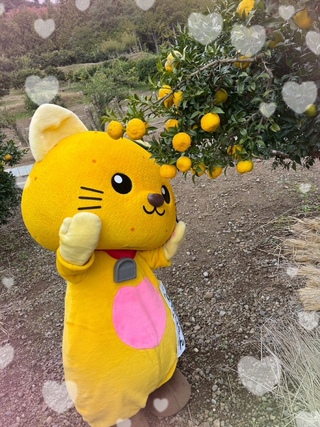 大きな柚子を見てうっとりしているゆずにゃん