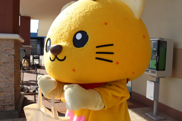 よし、頑張るぞと意気込むゆずにゃん よし、頑張るぞと意気込むゆずにゃん