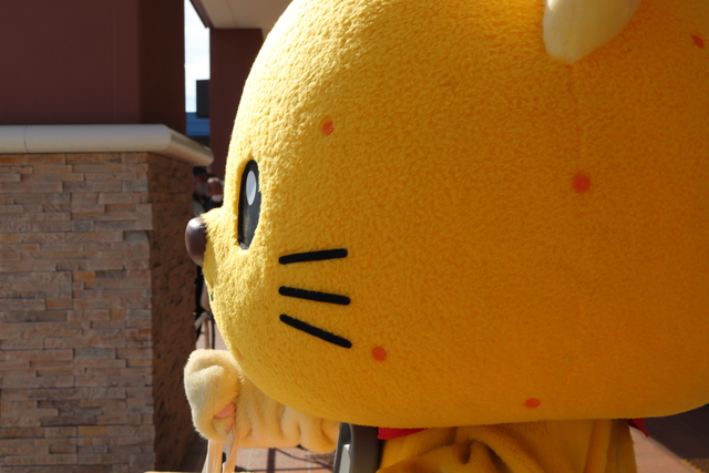 横顔で真剣に仕事をするゆずにゃん 横顔で真剣に仕事をするゆずにゃん