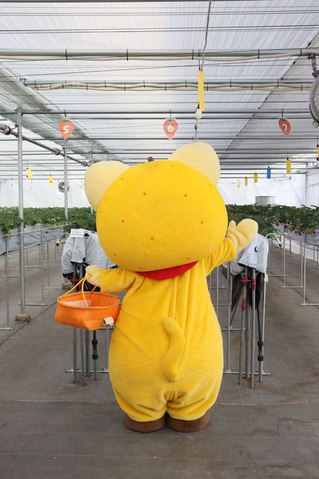 今からたくさん摘むぞのゆずにゃんの様子