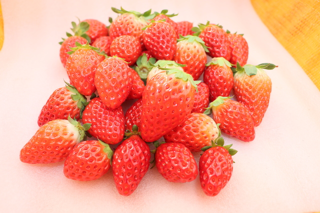 取れたてイチゴ