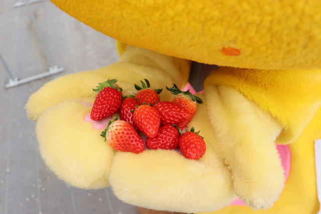 手いっぱいにイチゴを載せるゆずにゃん
