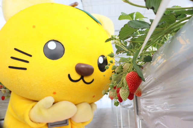 イチゴをじっと眺めるゆずにゃん