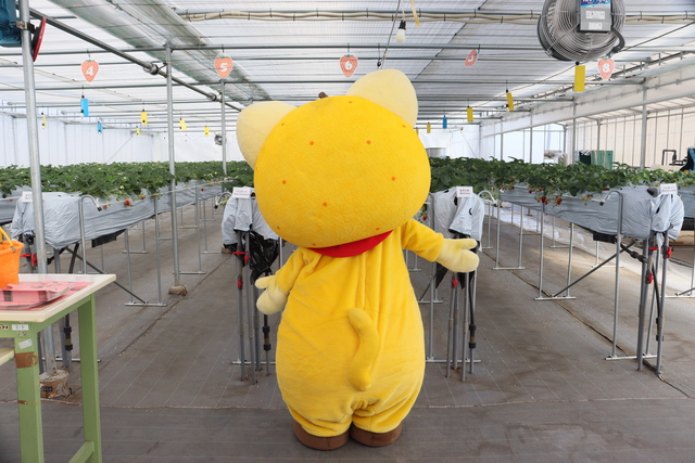 たくさんのイチゴを眺めるゆずにゃんの後ろ姿