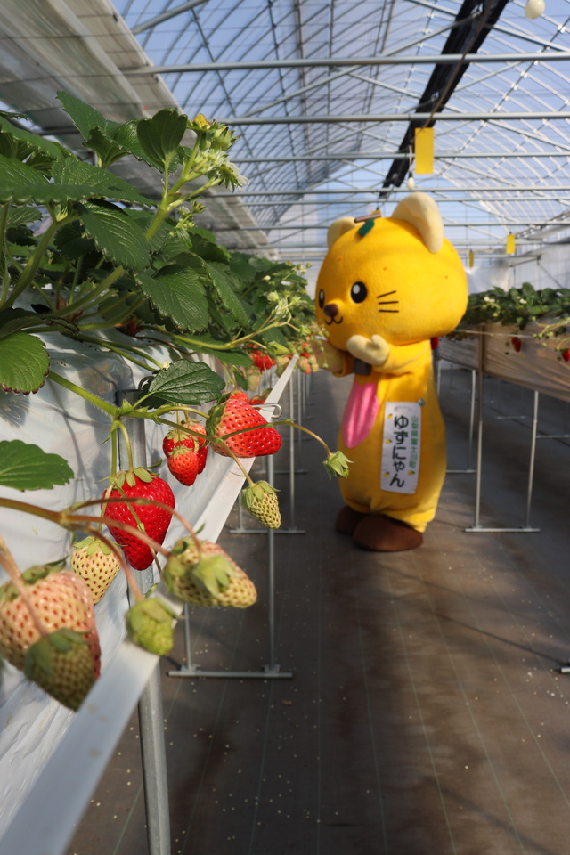 どれを摘もうか悩んでいるゆずにゃん