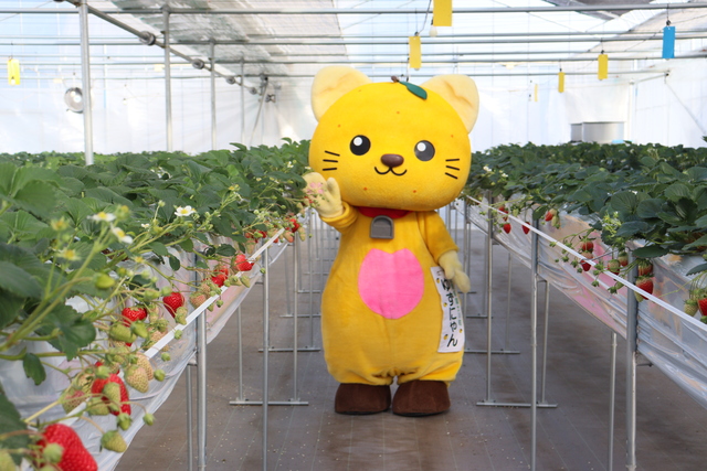 ゆずにゃんがイチゴの間でポーズをしている様子