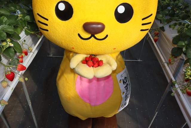 ゆずにゃんが手にイチゴを乗せている様子